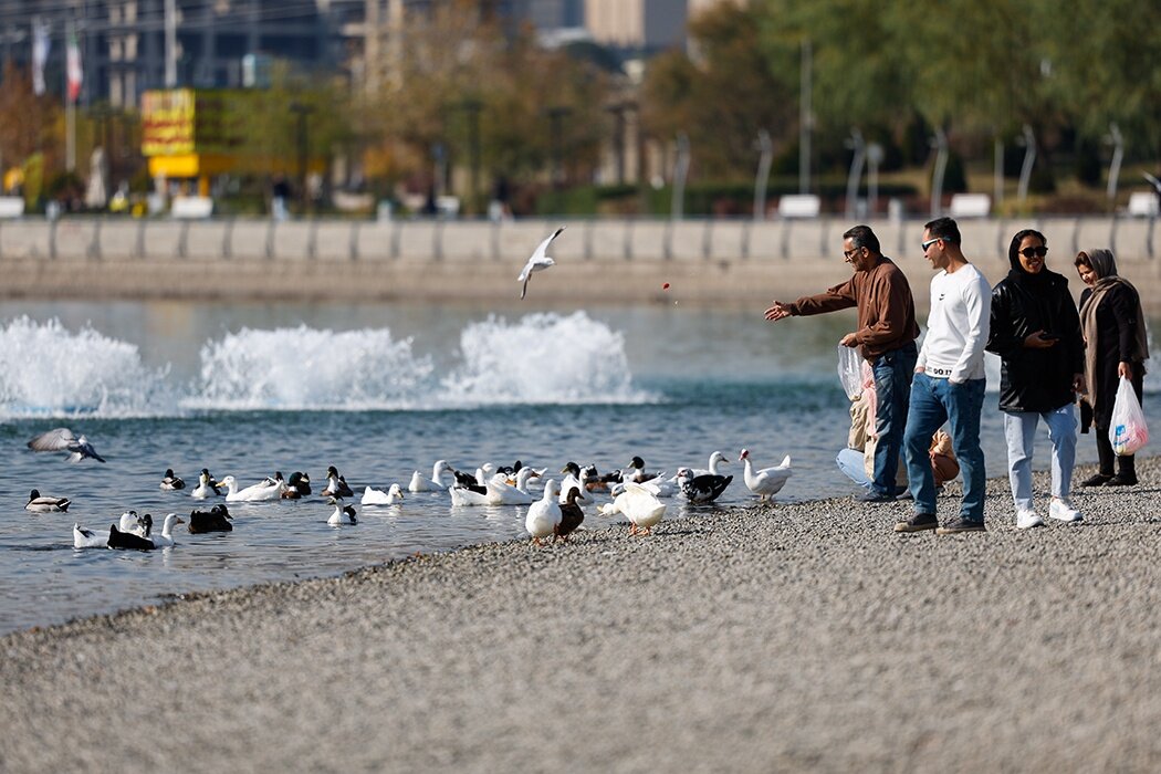 پرندگان مهاجر