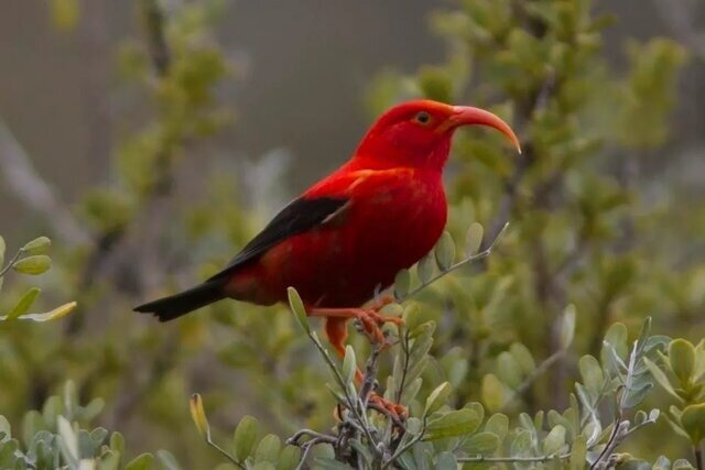 مرگبارترین آتشفشانها زیستگاه این جانوران است!