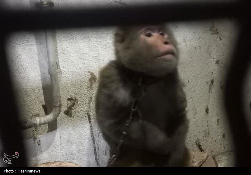 زندهگیری میمون وحشی در زنجان | صدومیت یک کودک در اثر حمله این حیوان + تصاویر