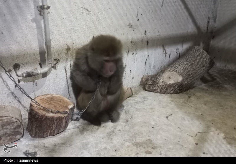 زندهگیری میمون وحشی در زنجان | صدومیت یک کودک در اثر حمله این حیوان + تصاویر