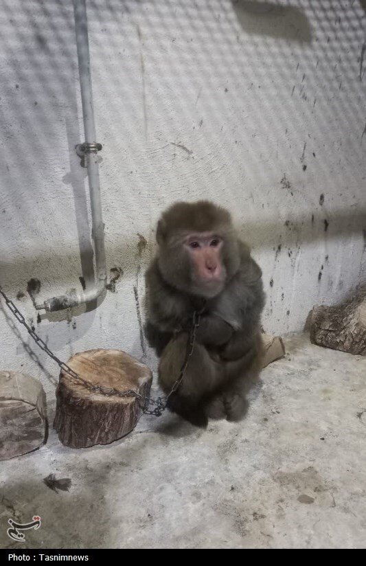 زندهگیری میمون وحشی در زنجان | صدومیت یک کودک در اثر حمله این حیوان + تصاویر