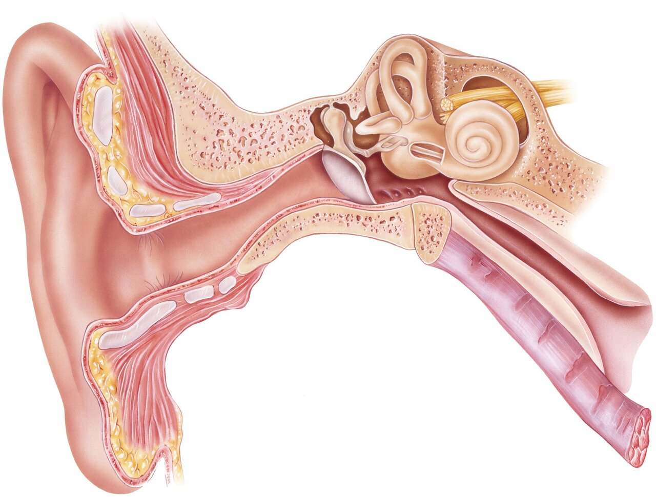 EAR