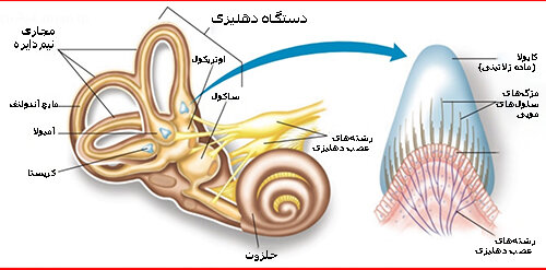 «دستگاه دهلیزی» شگفتانگیز بدن ما