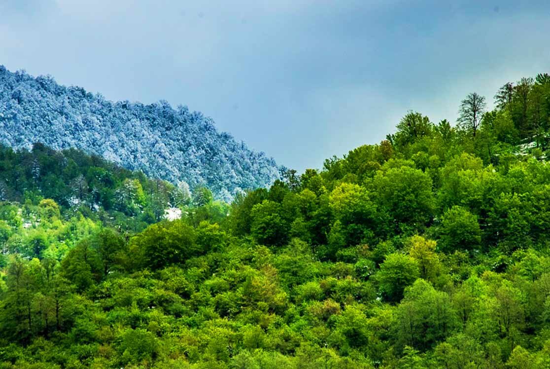 جنگل هیرکانی