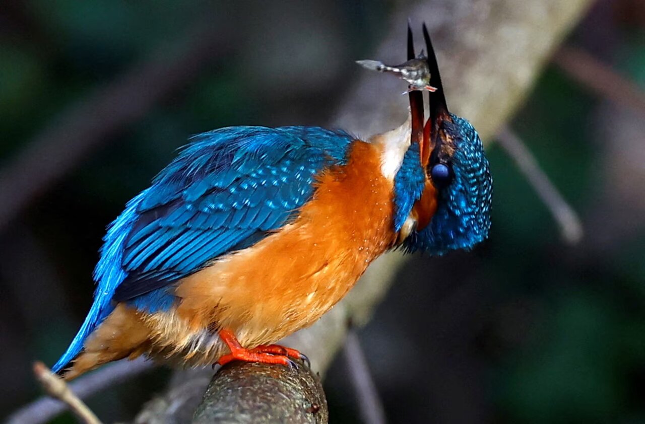 برترین عکسهای سال حیوانات از نگاه رویترز