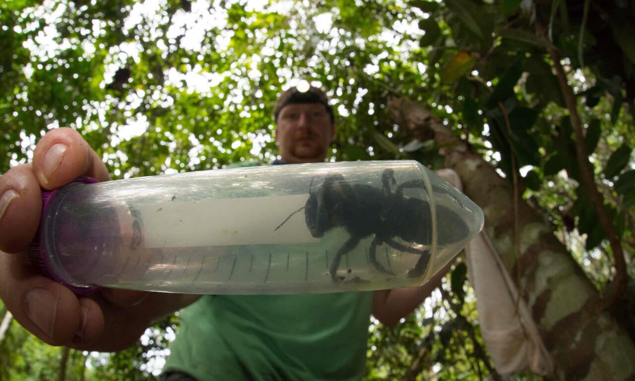زنبور غولپیکر منقرضشده به طبیعت بازگشت | عکس