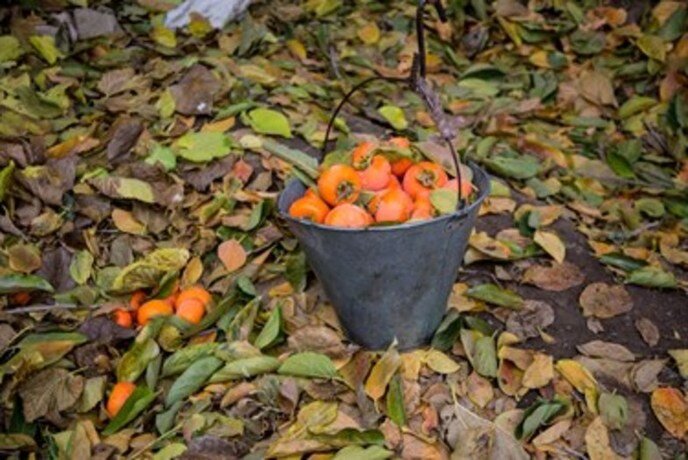 خاطرات تلخ و گس باغداران کن | دشواری و خطرات جانی خرمالوچینی