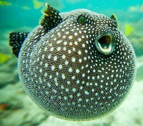 زیبای قاتل | خطرناک ترین آبزیان جهان را بشناسید