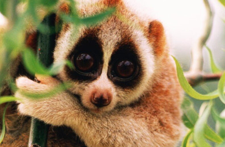 زیبای قاتل | خطرناک ترین آبزیان جهان را بشناسید