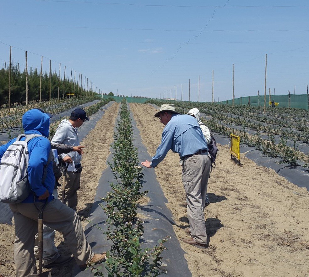 انقلاب بلوبری در کشور پرو | رشد بلوبری چطور به اندازه بیتکوین شد