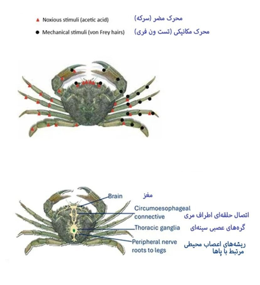 خرچنگها واقعاً میتوانند درد را احساس کنند؟!