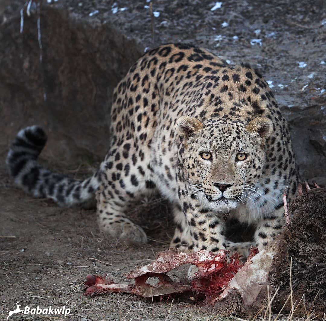 چشم در چشم پلنگ ایرانی | عکس