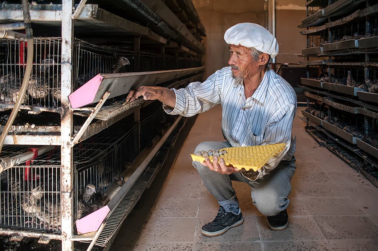 پرورشگاه فرزندان ملودی | در تولیدیهای تخم بلدرچین چه میگذرد؟