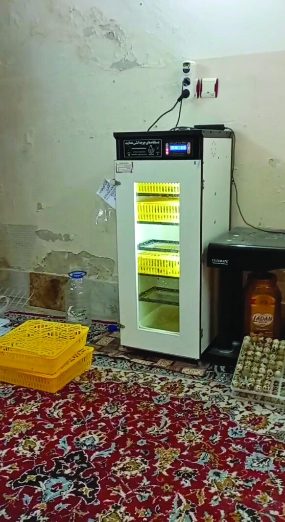 پرورشگاه فرزندان ملودی | در تولیدیهای تخم بلدرچین چه میگذرد؟