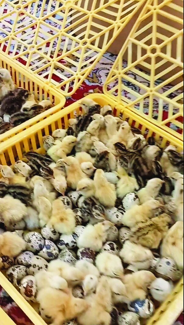 پرورشگاه فرزندان ملودی | در تولیدیهای تخم بلدرچین چه میگذرد؟