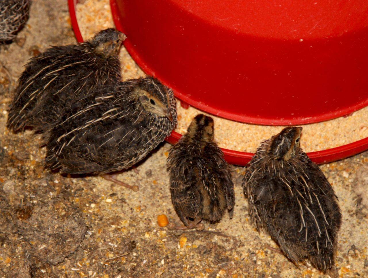 پرورشگاه فرزندان ملودی | در تولیدیهای تخم بلدرچین چه میگذرد؟