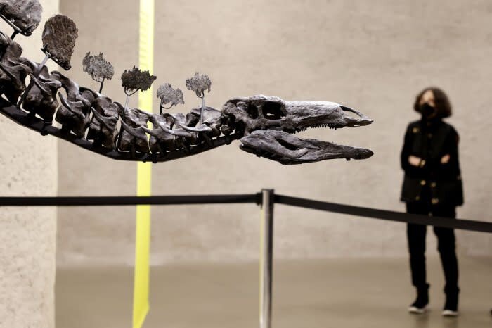 آشنایی با گرانترین استخوان در جهان