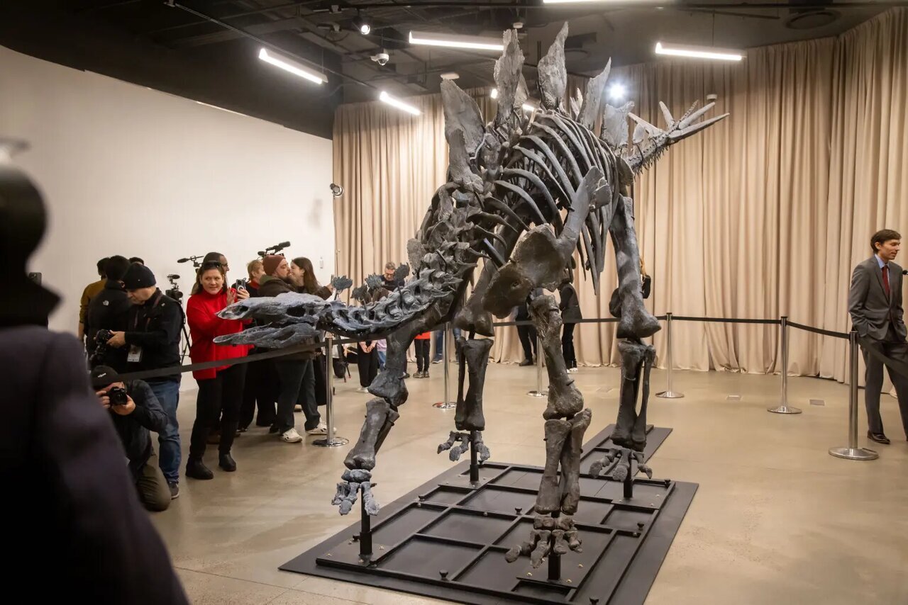 آشنایی با گرانترین استخوان در جهان