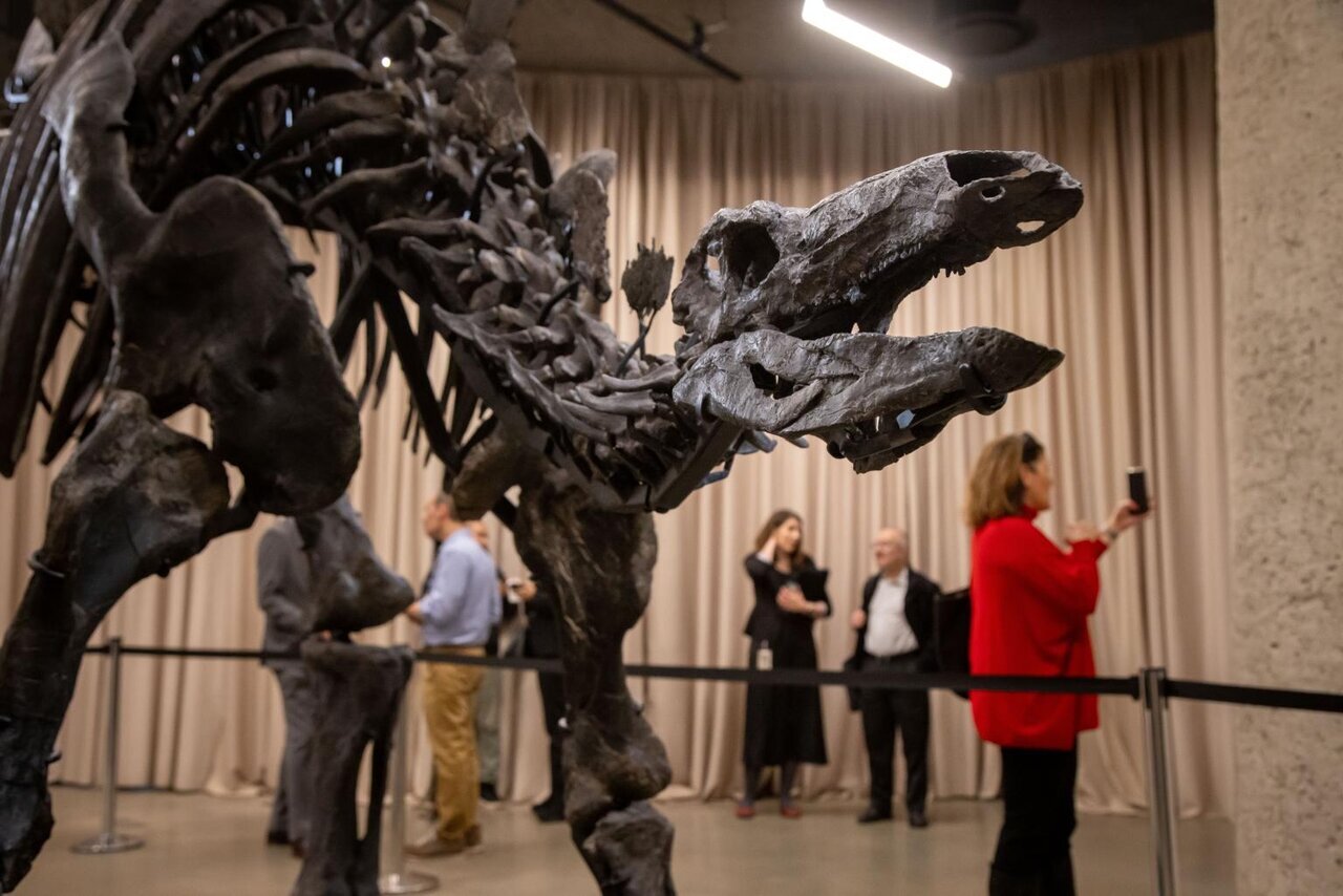 آشنایی با گرانترین استخوان در جهان