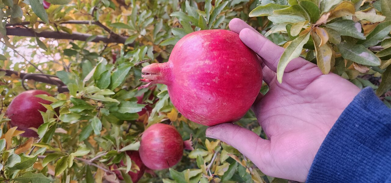 هدیه خاص یک باغدار به جبهه مقاومت | با انار هم میتوان به جنگ با اسرائیل رفت