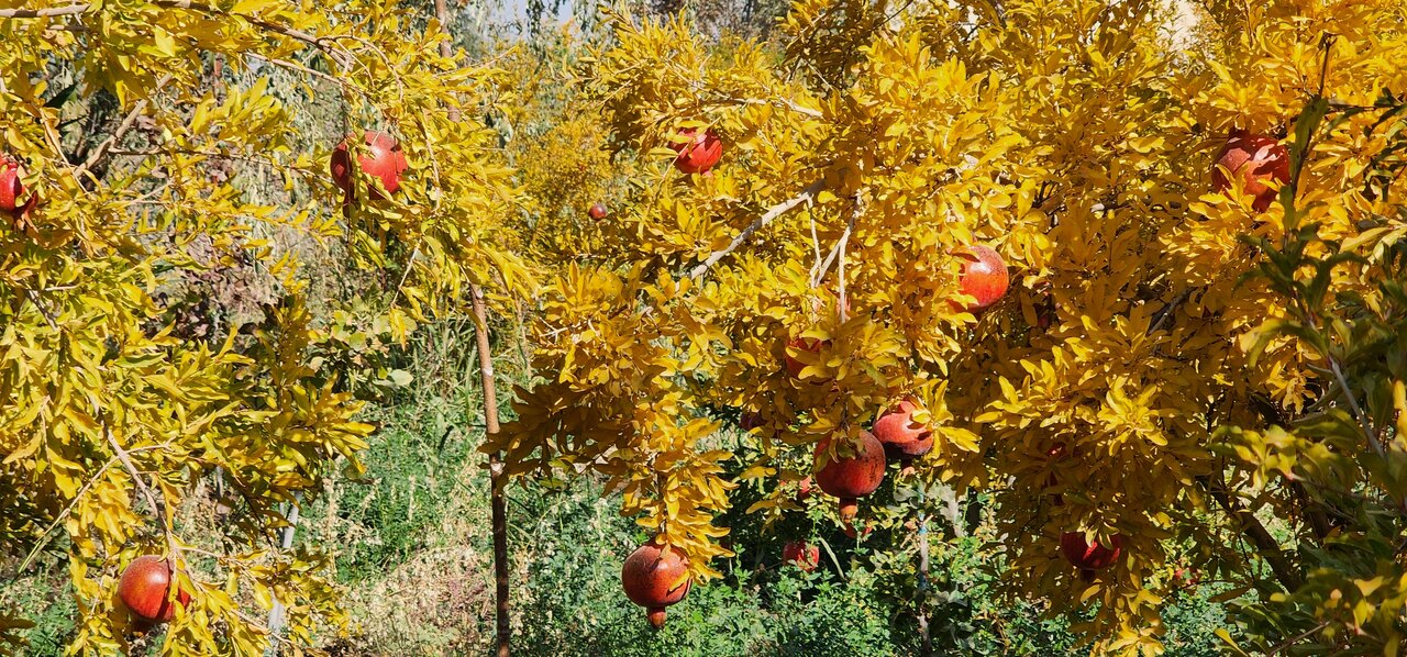هدیه خاص یک باغدار به جبهه مقاومت | با انار هم میتوان به جنگ با اسرائیل رفت