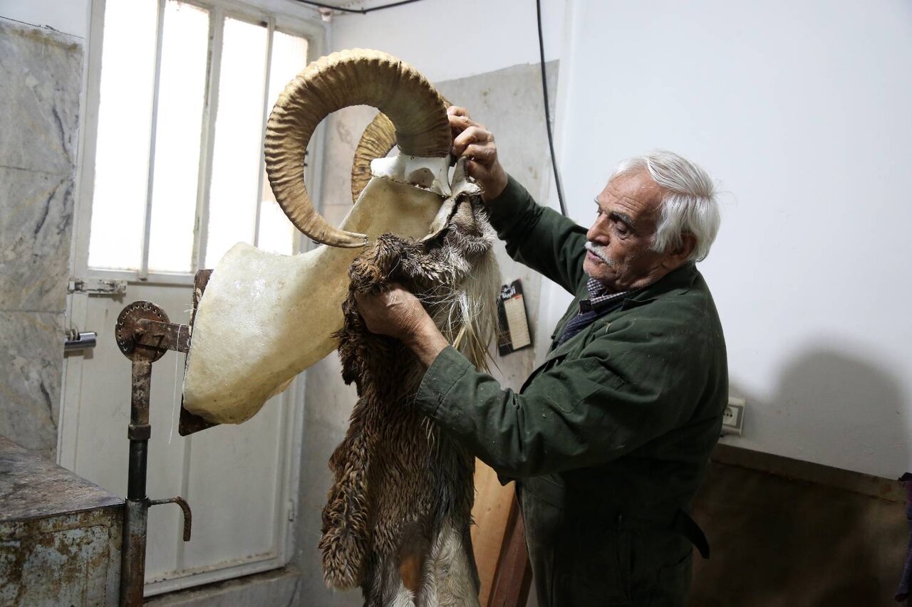 حیوانات اینطور تاکسیدرمی می شوند (تصاویر)