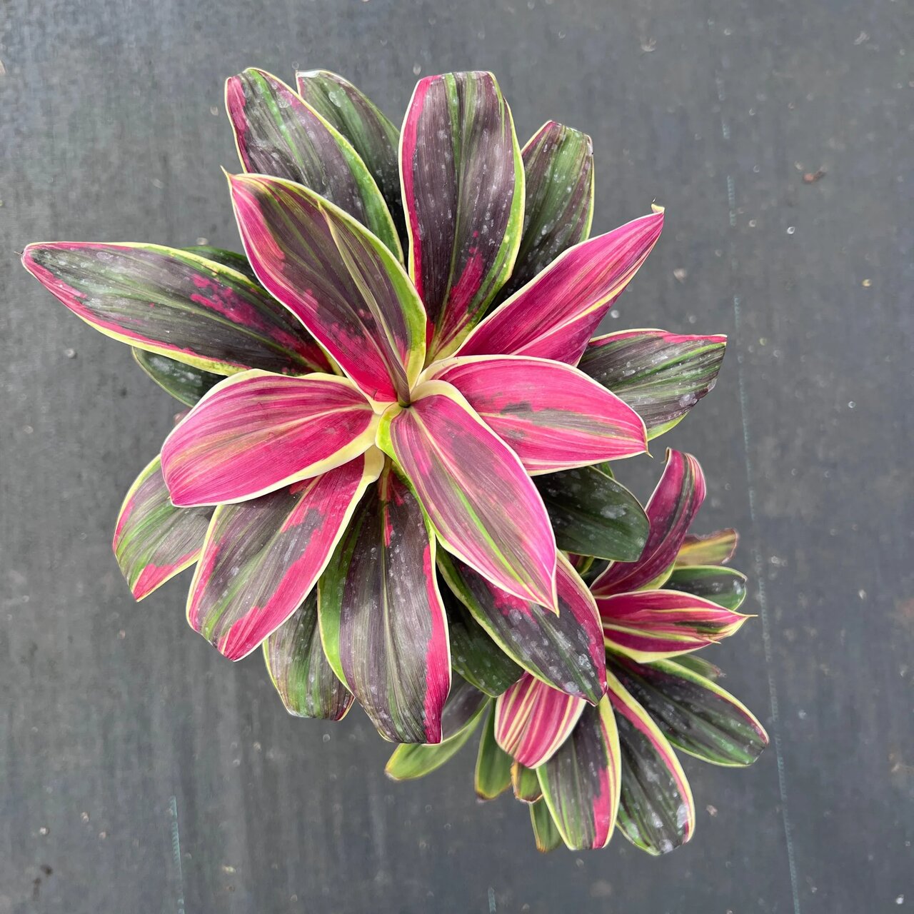 گیاه اژدهای آتشین؛ نگینی سرخ در خانه شما گیاه اژدهای آتشین؛ نگینی سرخ در خانه شما