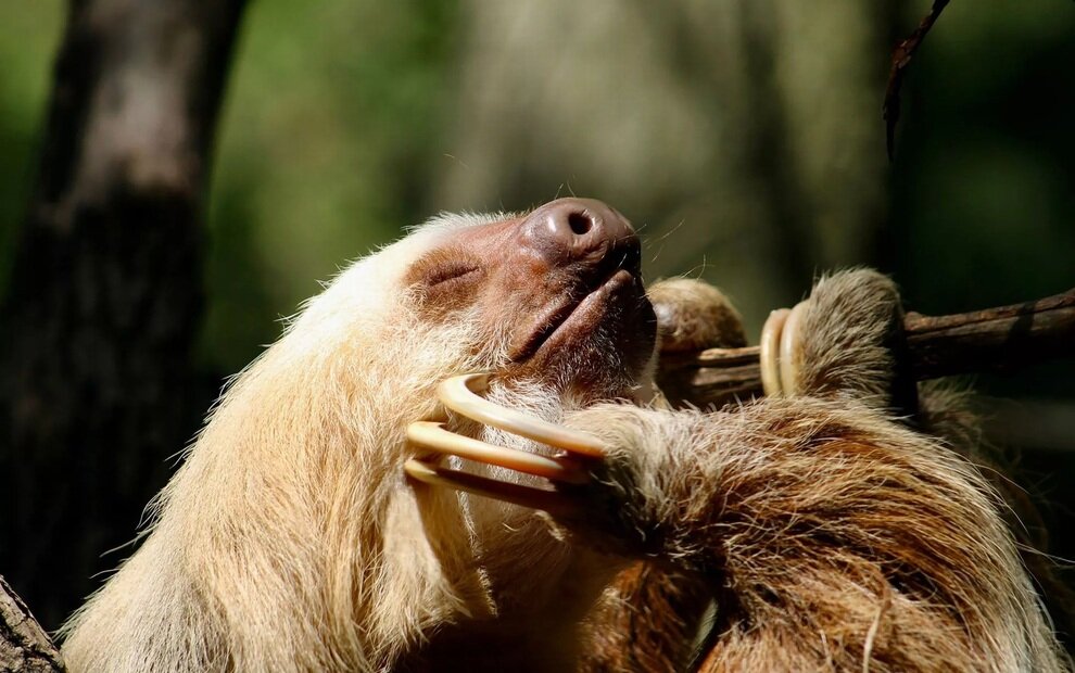 تصاویری از بامزهترین عکسهای حیوانات باغ وحش در سال ۲۰۲۴ | عکس