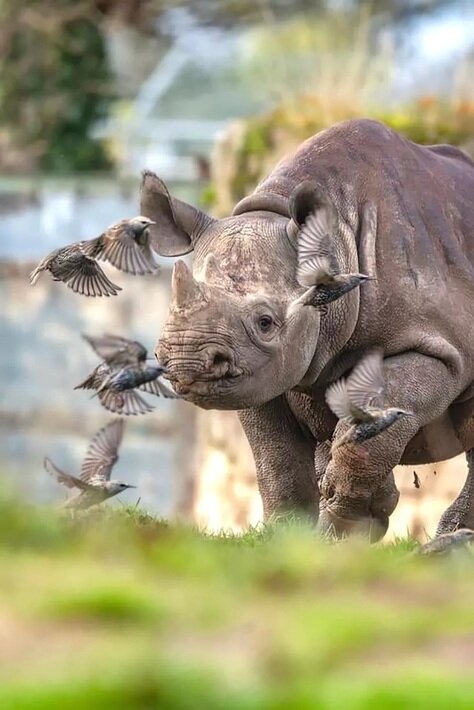 تصاویری از بامزهترین عکسهای حیوانات باغ وحش در سال ۲۰۲۴ | عکس