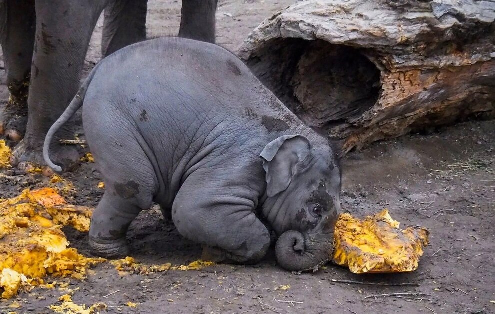 تصاویری از بامزهترین عکسهای حیوانات باغ وحش در سال ۲۰۲۴ | عکس