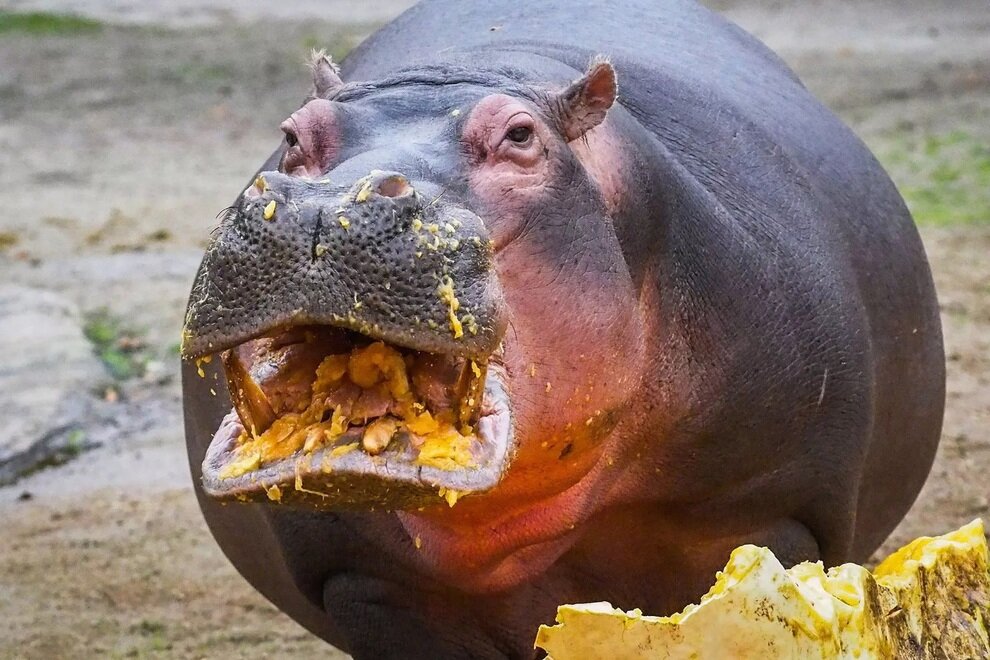 تصاویری از بامزهترین عکسهای حیوانات باغ وحش در سال ۲۰۲۴ | عکس