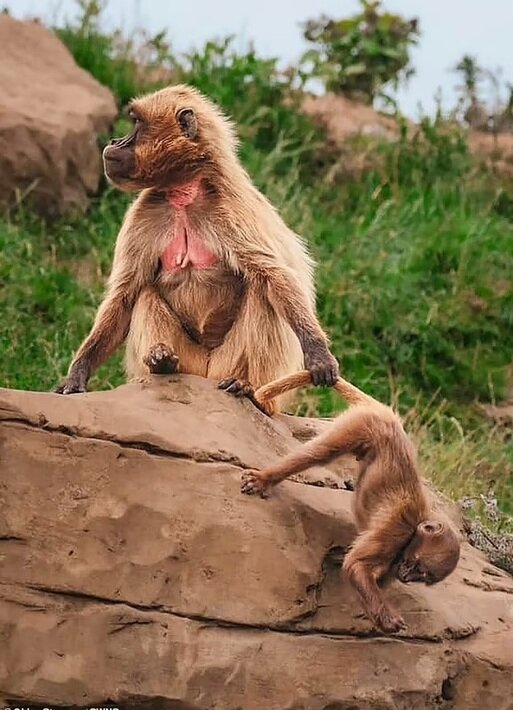 تصاویری از بامزهترین عکسهای حیوانات باغ وحش در سال ۲۰۲۴ | عکس