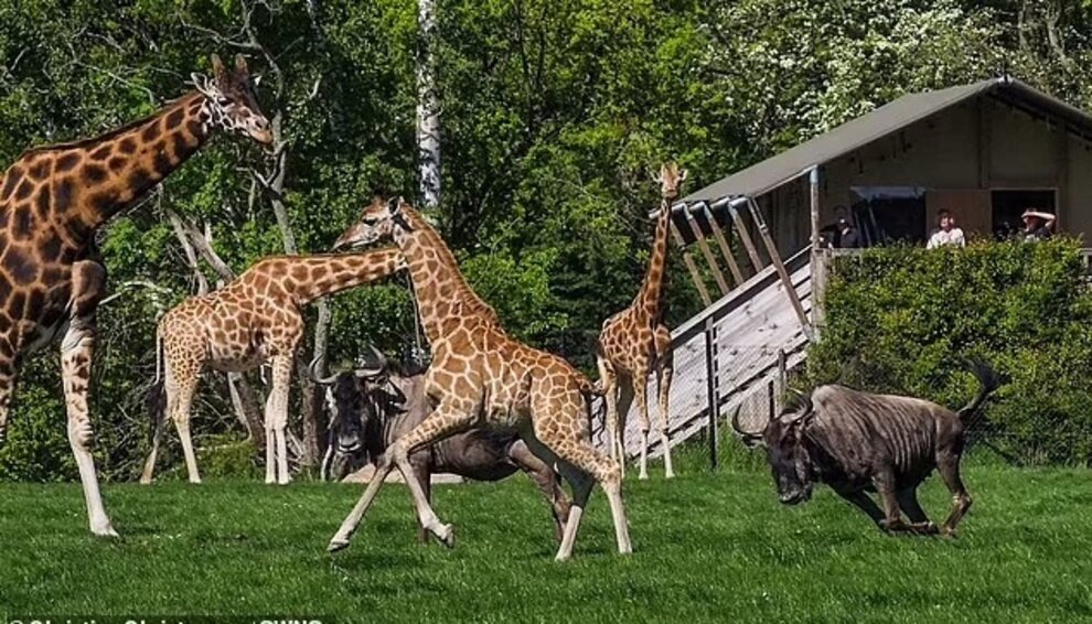 تصاویری از بامزهترین عکسهای حیوانات باغ وحش در سال ۲۰۲۴ | عکس