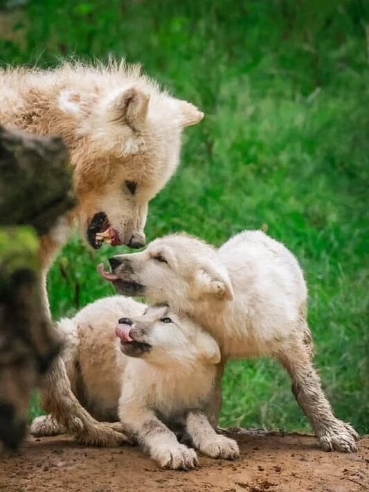 تصاویری از بامزهترین عکسهای حیوانات باغ وحش در سال ۲۰۲۴ | عکس