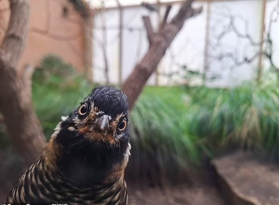 تصاویری از بامزهترین عکسهای حیوانات باغ وحش در سال ۲۰۲۴ | عکس