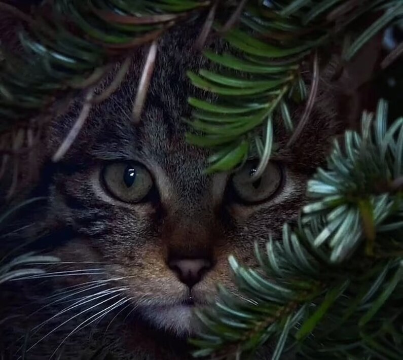 تصاویری از بامزهترین عکسهای حیوانات باغ وحش در سال ۲۰۲۴ | عکس