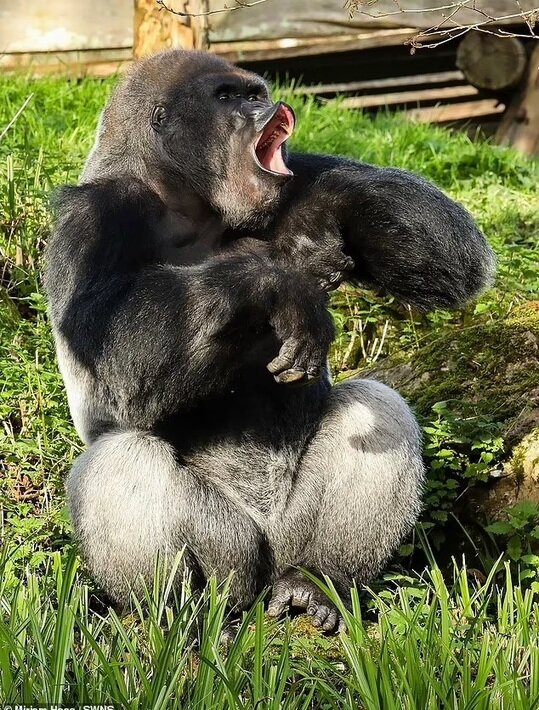 تصاویری از بامزهترین عکسهای حیوانات باغ وحش در سال ۲۰۲۴ | عکس