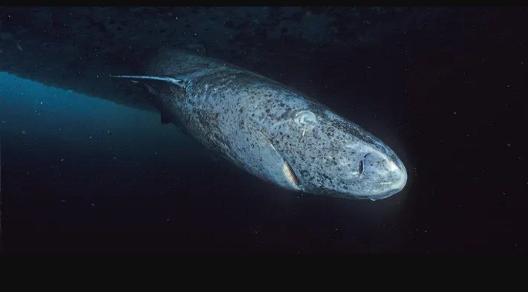 موارد نادر ولی جالبتوجه در حیاتوحش | موجوداتی که بیش از ۲۰۰ سال است زنده ماندهاند!