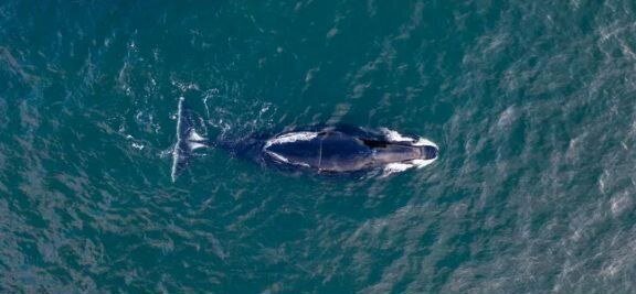 موارد نادر ولی جالبتوجه در حیاتوحش | موجوداتی که بیش از ۲۰۰ سال است زنده ماندهاند!