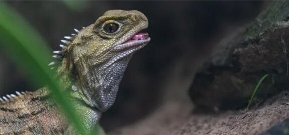 موارد نادر ولی جالبتوجه در حیاتوحش | موجوداتی که بیش از ۲۰۰ سال است زنده ماندهاند!