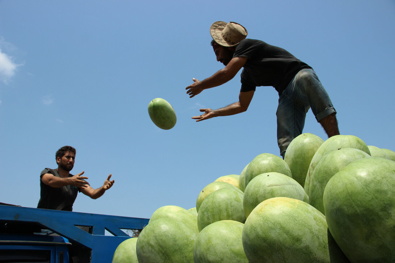 هندوانههای یلدا از این روستا می رسد