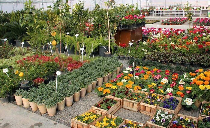 رز؛ گل محبوب تهرانیها