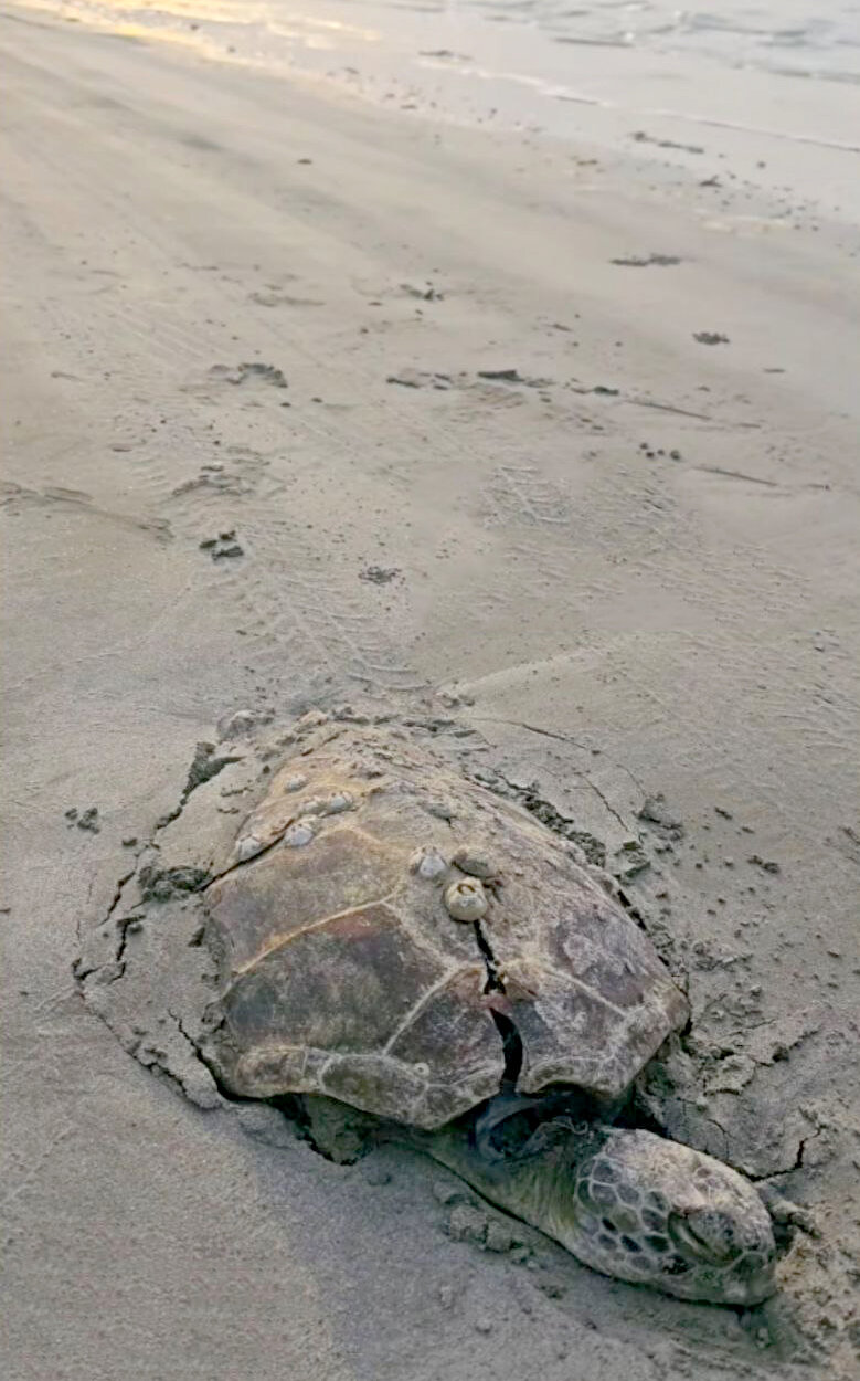 هیجان رانندگی در ساحل، به قیمت مرگ لاکپشتها