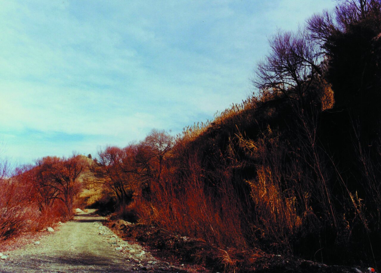 پونهزاری به نام پونک