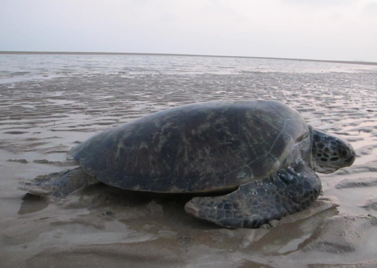 ۷ آسیب آفرود سواری غیر حرفهایی به طبیعت و حیات وحش | برای لاکپشتهای دریایی جنوب چه کار میتوان کرد؟