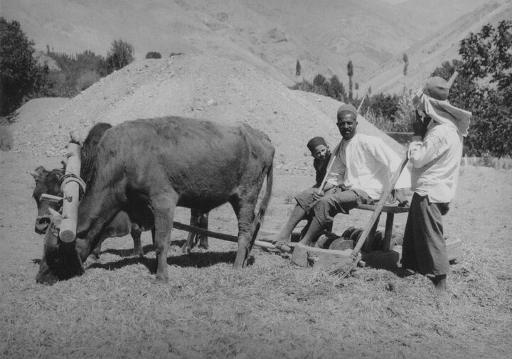 ماجرای گاوبندی در فرحزاد چه بود؟