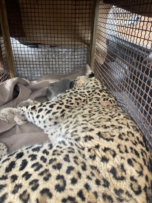 پلنگ سرگردان دماوند زندهگیری شد | تصاویر