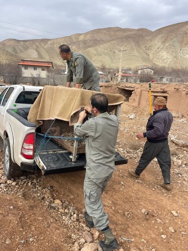 پلنگ سرگردان دماوند زنده‌گیری شد | تصاویر