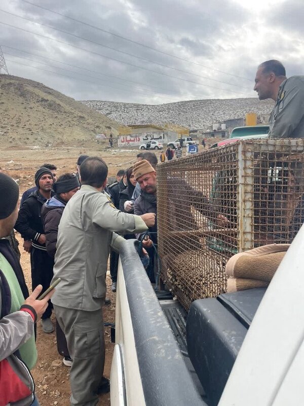 پلنگ سرگردان دماوند زندهگیری شد | تصاویر