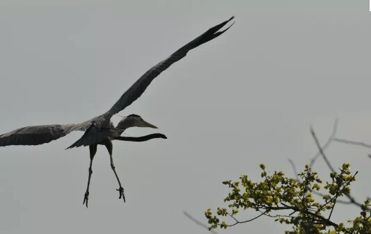 شکاری که گلوی پرنده شکارچی را درید و از آن بیرون آمد! / عکس